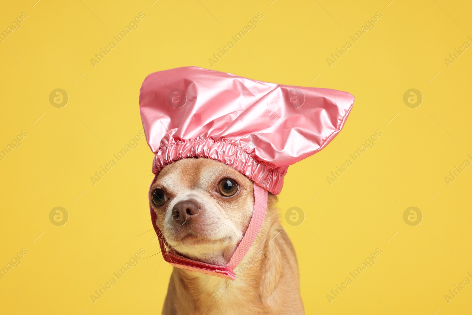 Photo of Cute funny dog in pink shower cap on yellow background