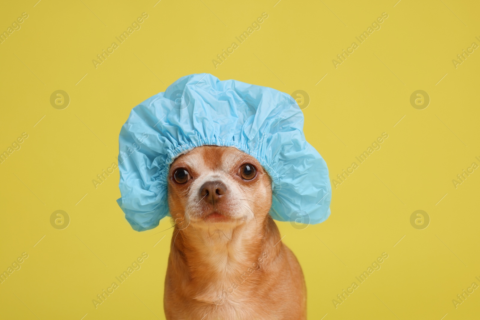 Photo of Cute funny dog in light blue shower cap on yellow background