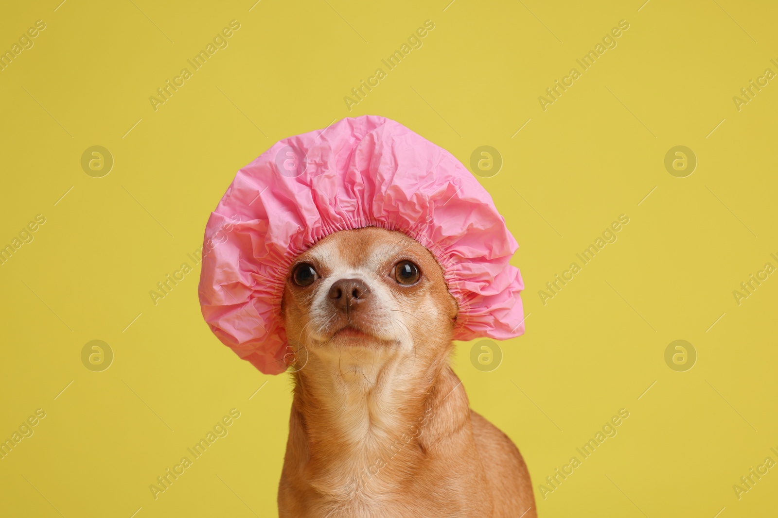 Photo of Cute funny dog in pink shower cap on yellow background