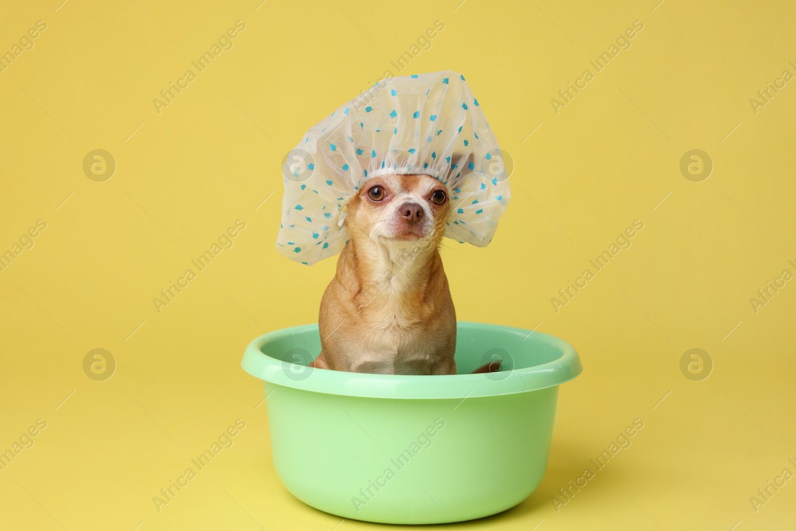 Photo of Cute funny dog with shower cap in basin on yellow background