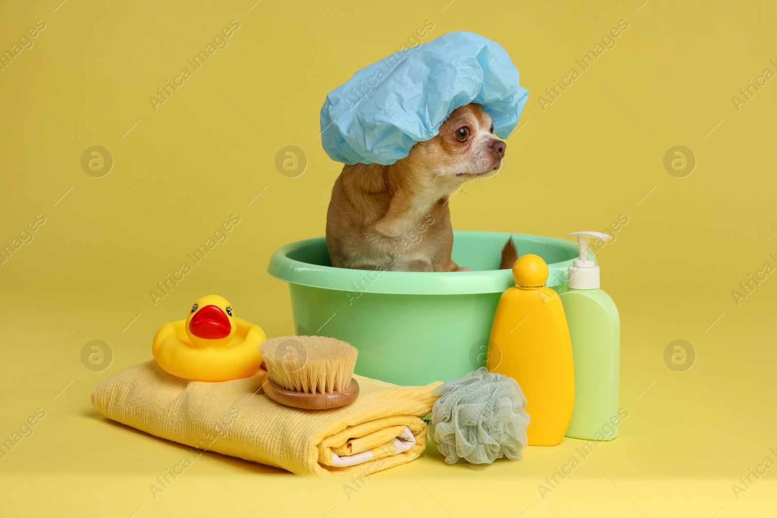 Photo of Cute funny dog with shower cap and different accessories for bathing on yellow background