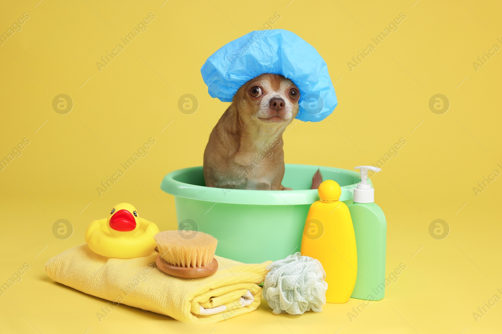 Photo of Cute funny dog with shower cap and different accessories for bathing on yellow background