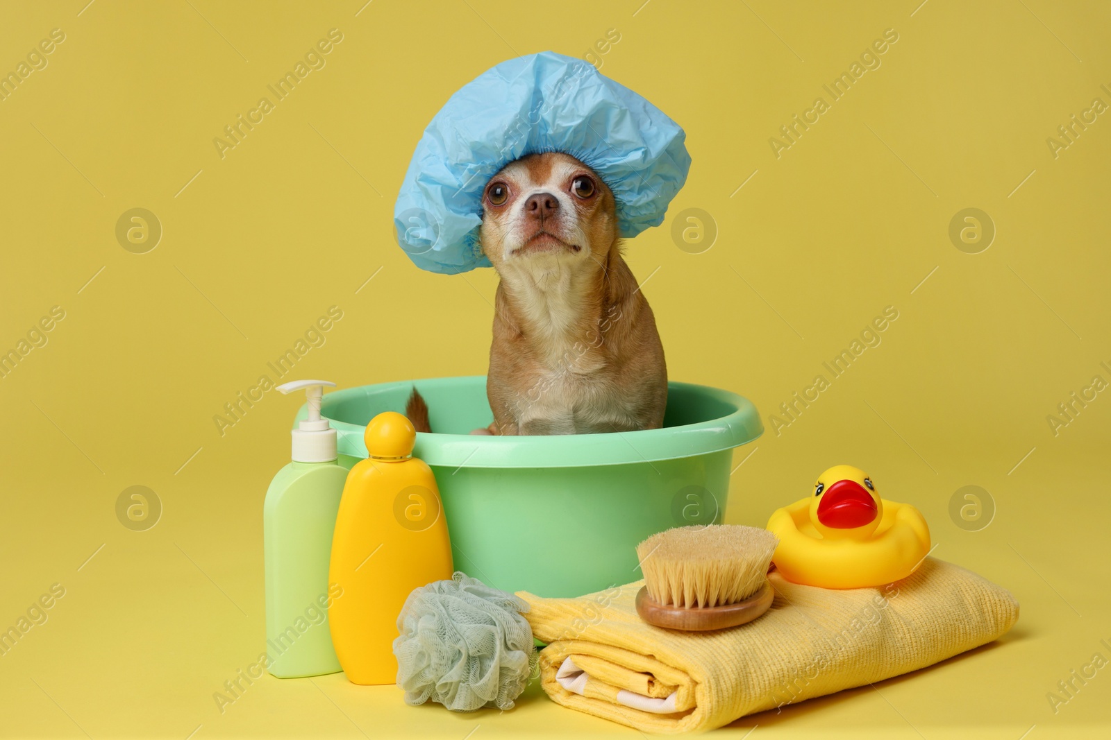 Photo of Cute funny dog with shower cap and different accessories for bathing on yellow background