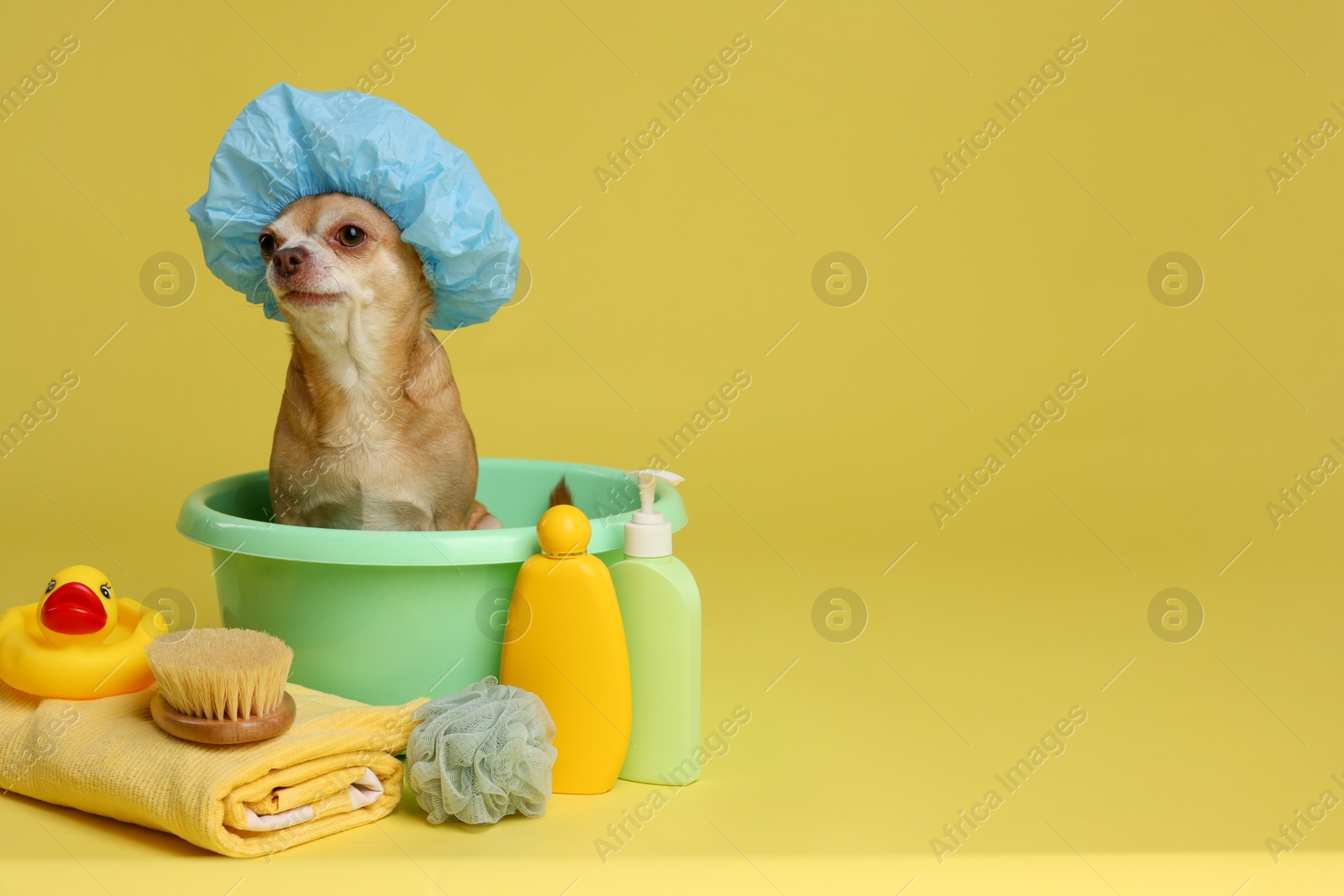 Photo of Cute funny dog with shower cap and different accessories for bathing on yellow background. Space for text