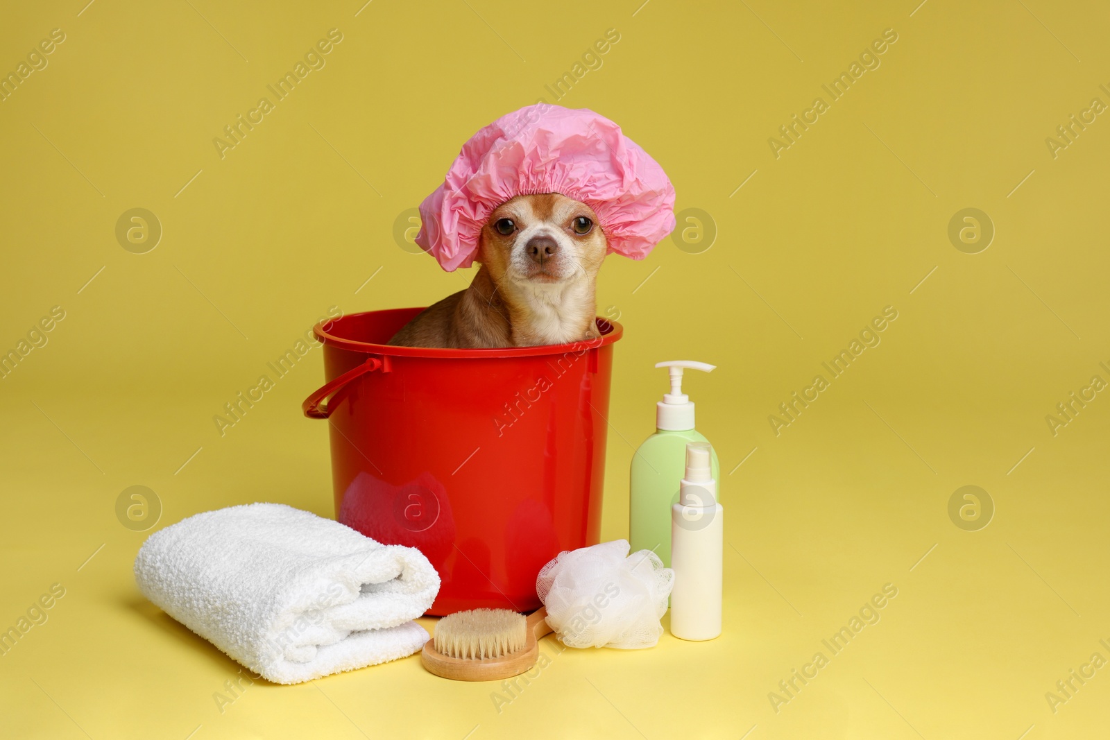 Photo of Cute funny dog with shower cap and different accessories for bathing on yellow background. Space for text