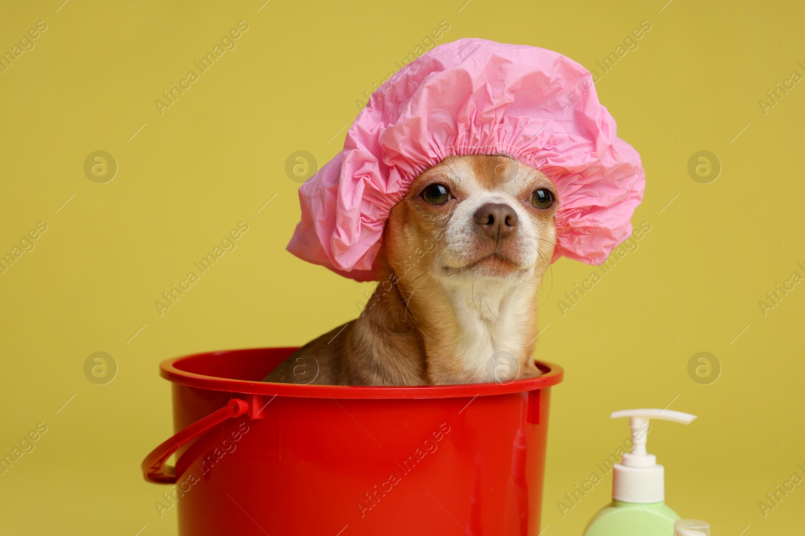 Photo of Cute funny dog with shower cap in plastic bucket on yellow background