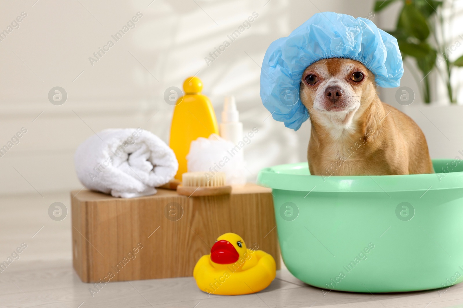 Photo of Cute funny dog with shower cap and different accessories for bathing at home