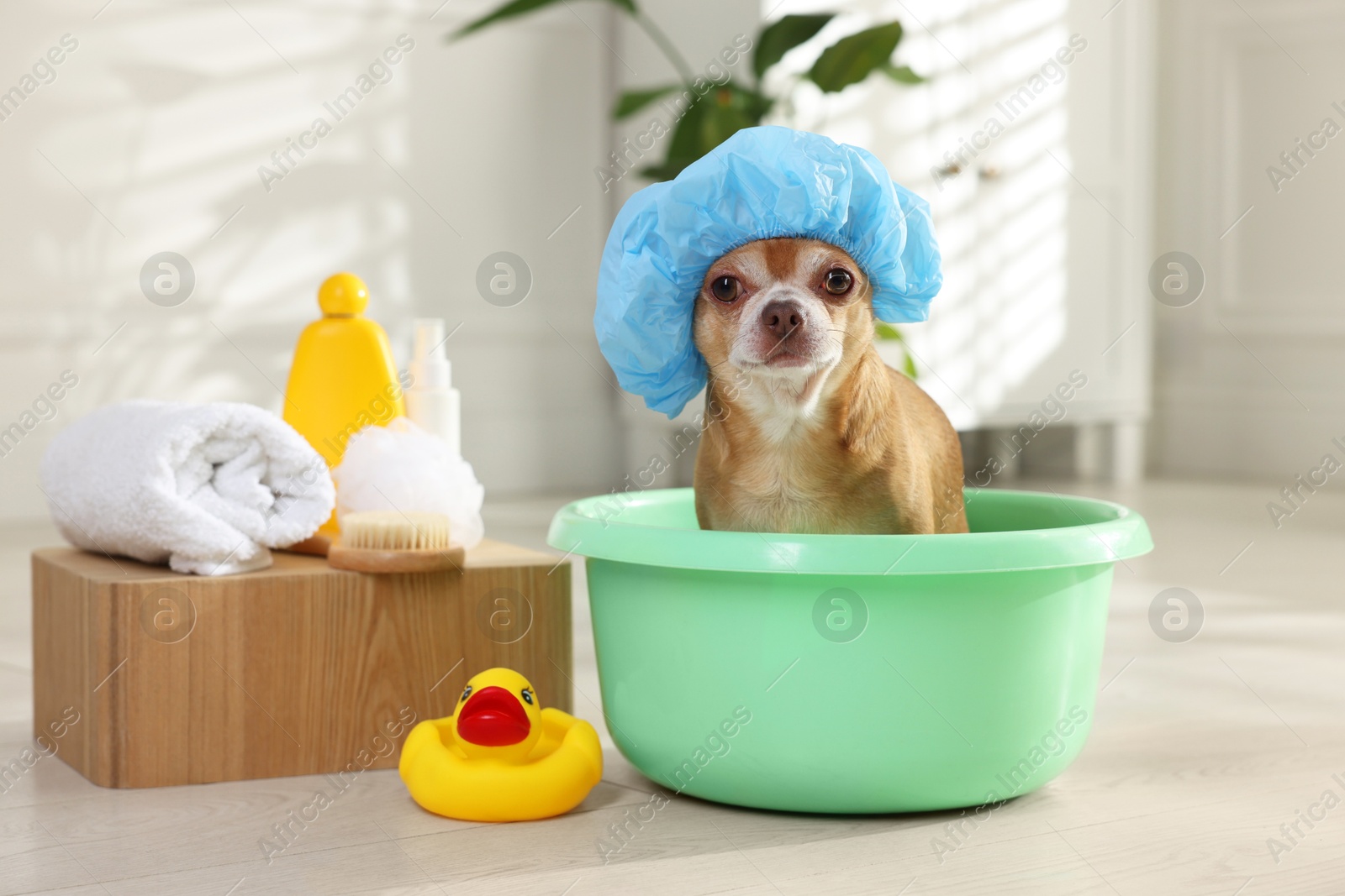 Photo of Cute funny dog with shower cap and different accessories for bathing at home