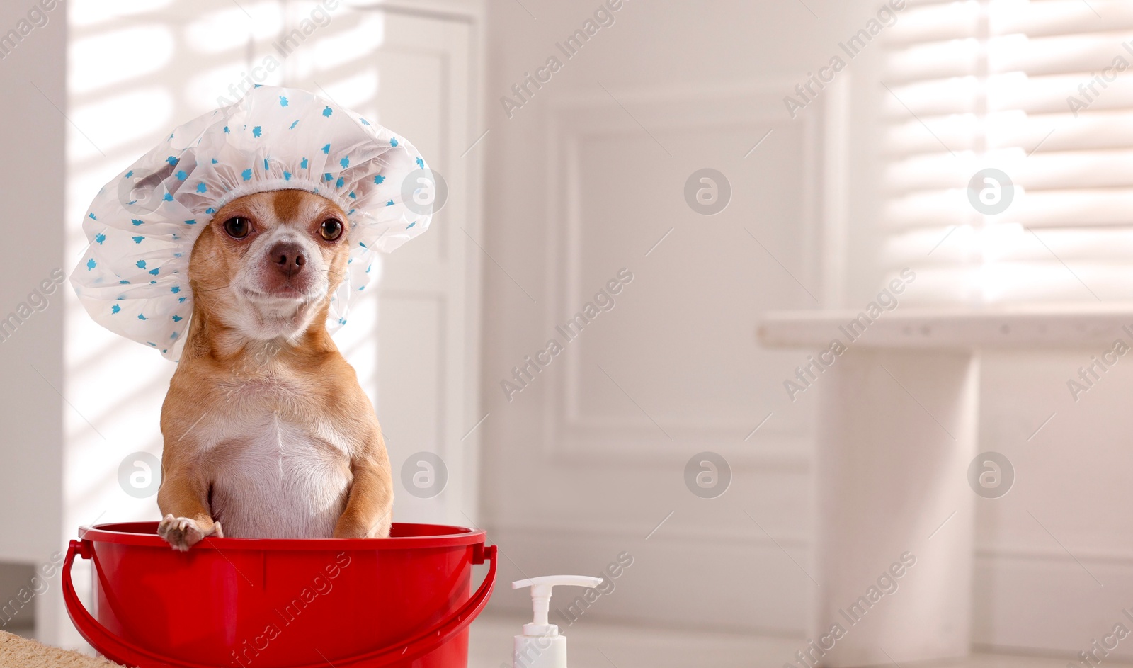 Photo of Cute funny dog with shower cap and different accessories for bathing at home. Space for text