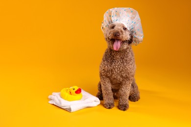 Photo of Cute dog with shower cap, towel and bath ducks on orange background