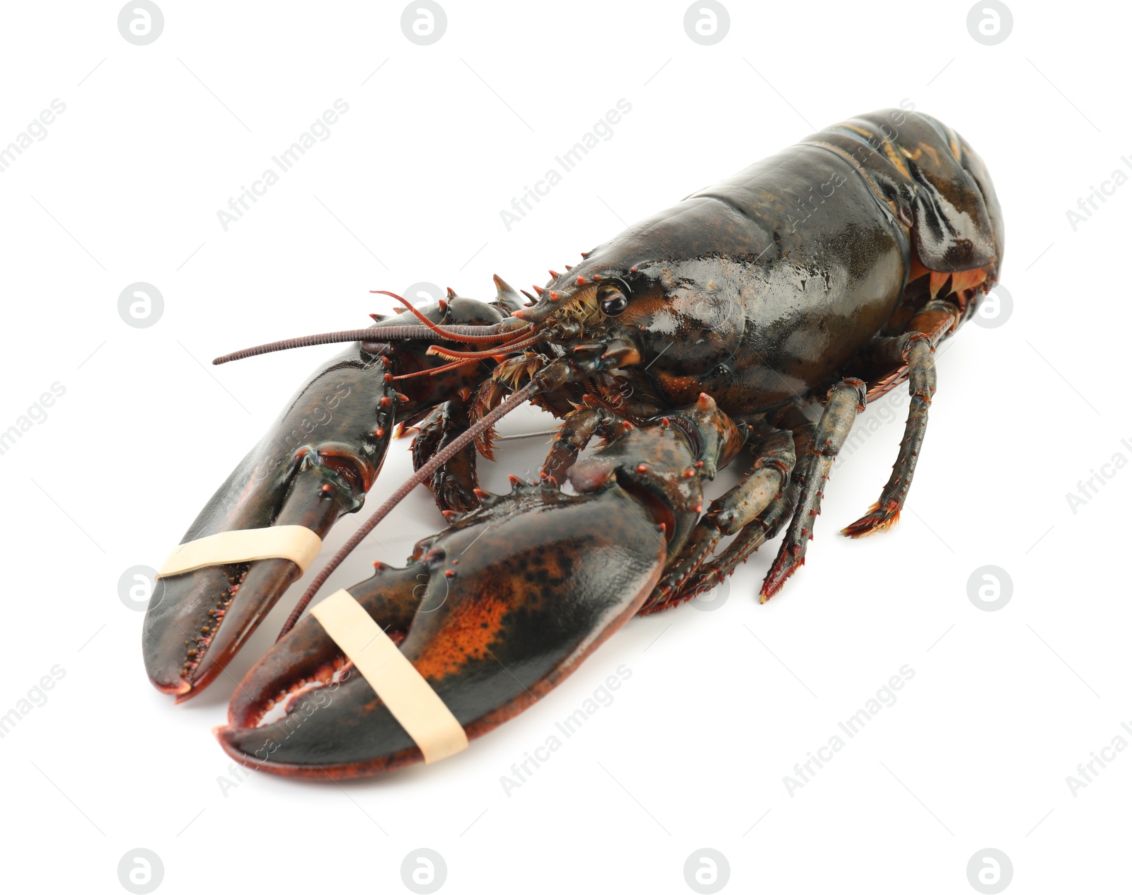 Photo of One whole raw lobster isolated on white