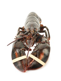 Photo of One whole raw lobster isolated on white