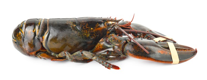 One whole raw lobster isolated on white