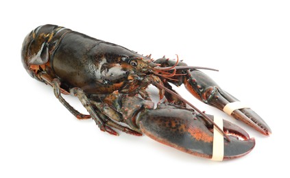 Photo of One whole raw lobster isolated on white