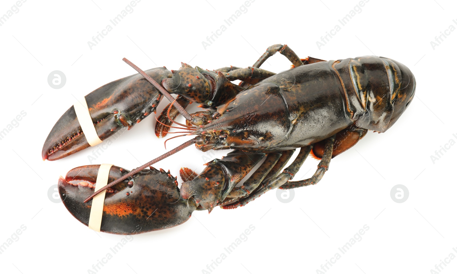 Photo of One raw lobster isolated on white, above view