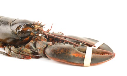 Photo of One fresh raw lobster isolated on white