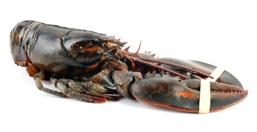 Photo of One whole raw lobster isolated on white