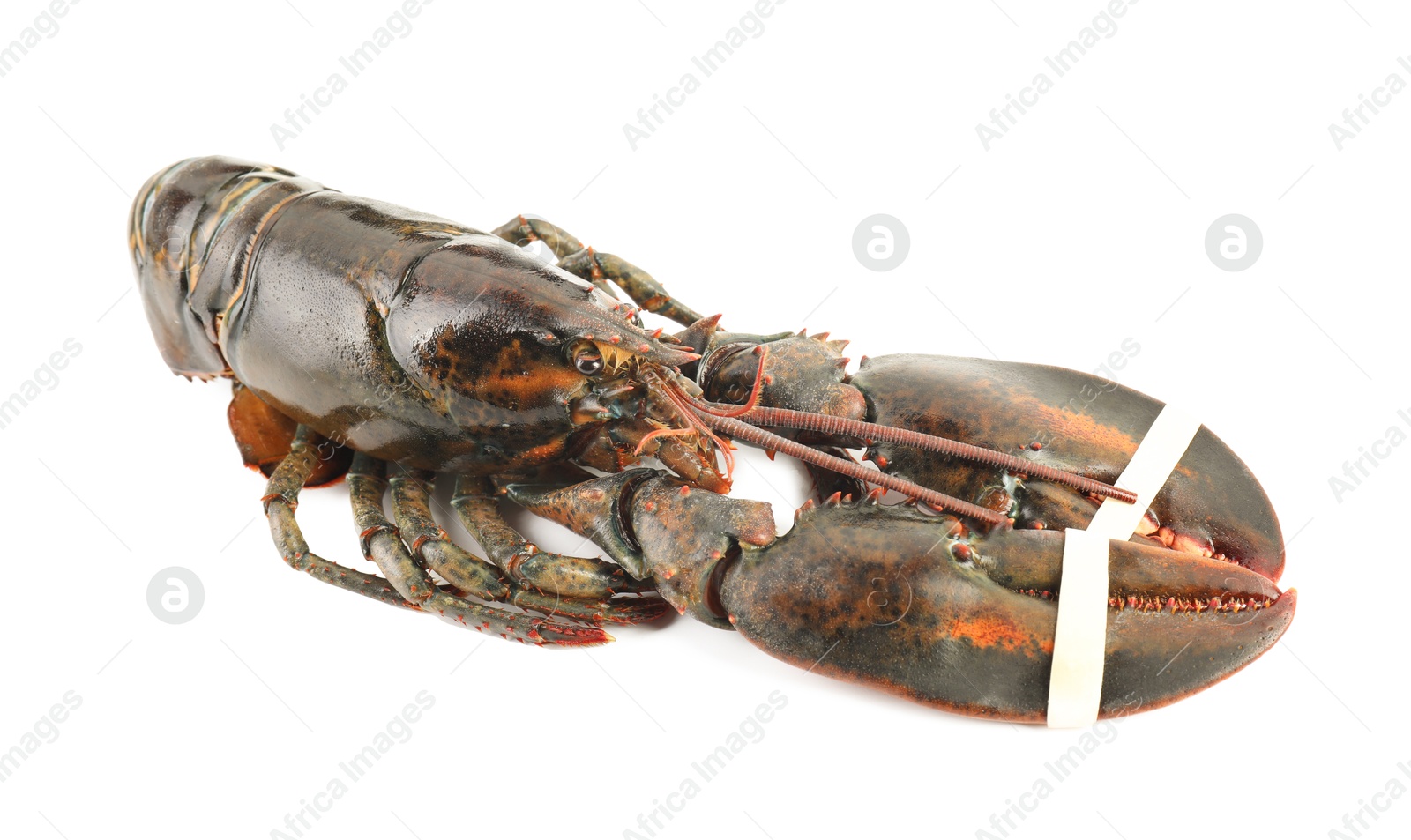 Photo of One whole raw lobster isolated on white