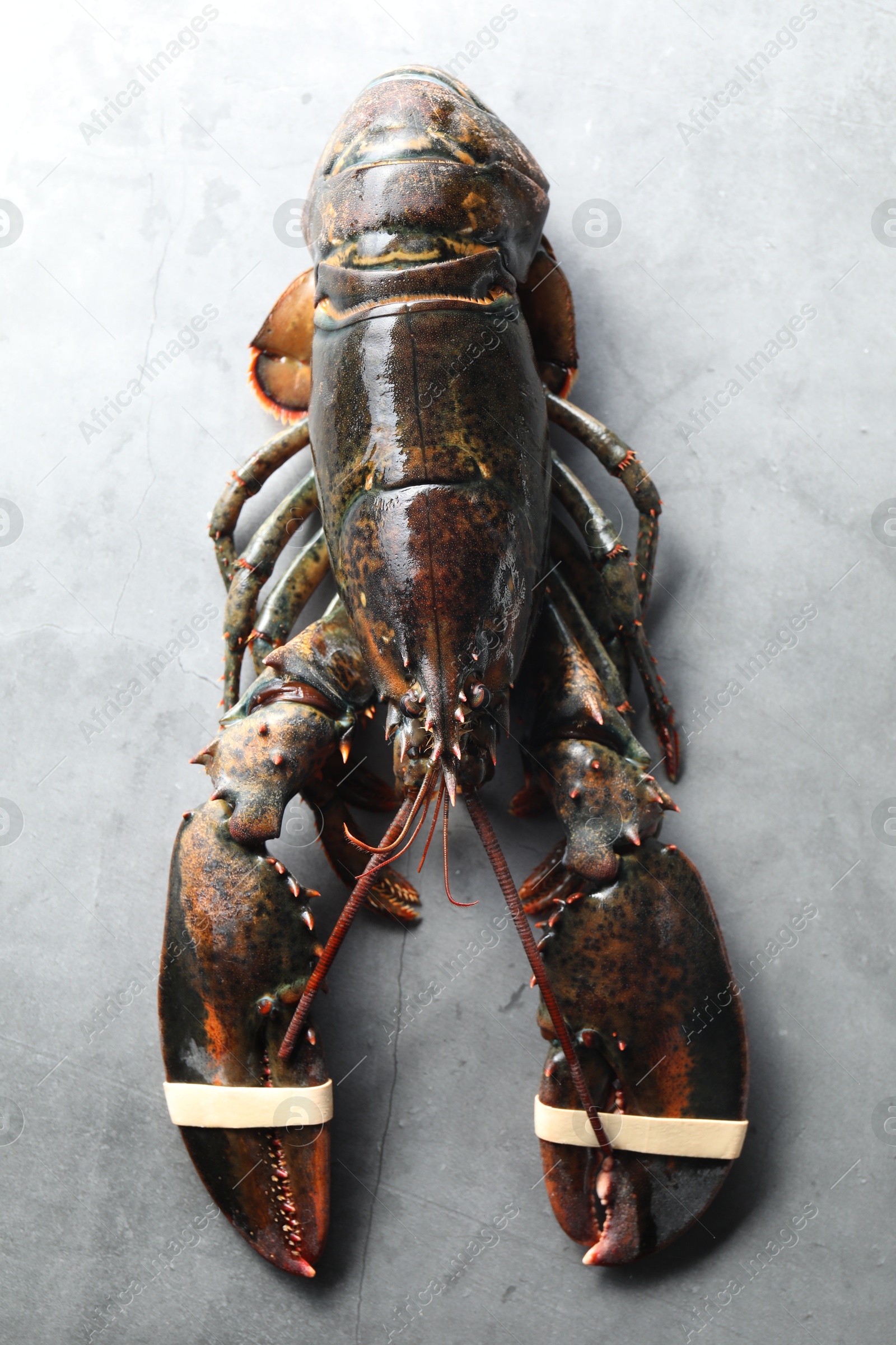 Photo of One raw lobster on grey textured table, top view