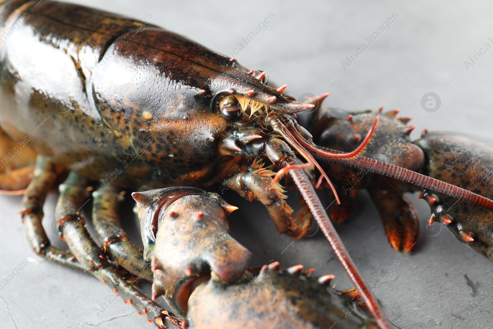 Photo of One raw lobster on grey textured table, closeup