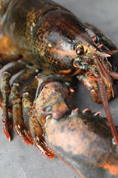 Photo of One raw lobster on grey textured table, closeup