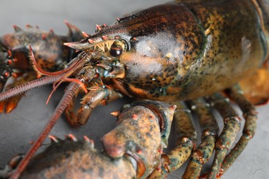 Photo of One raw lobster on grey textured table, closeup