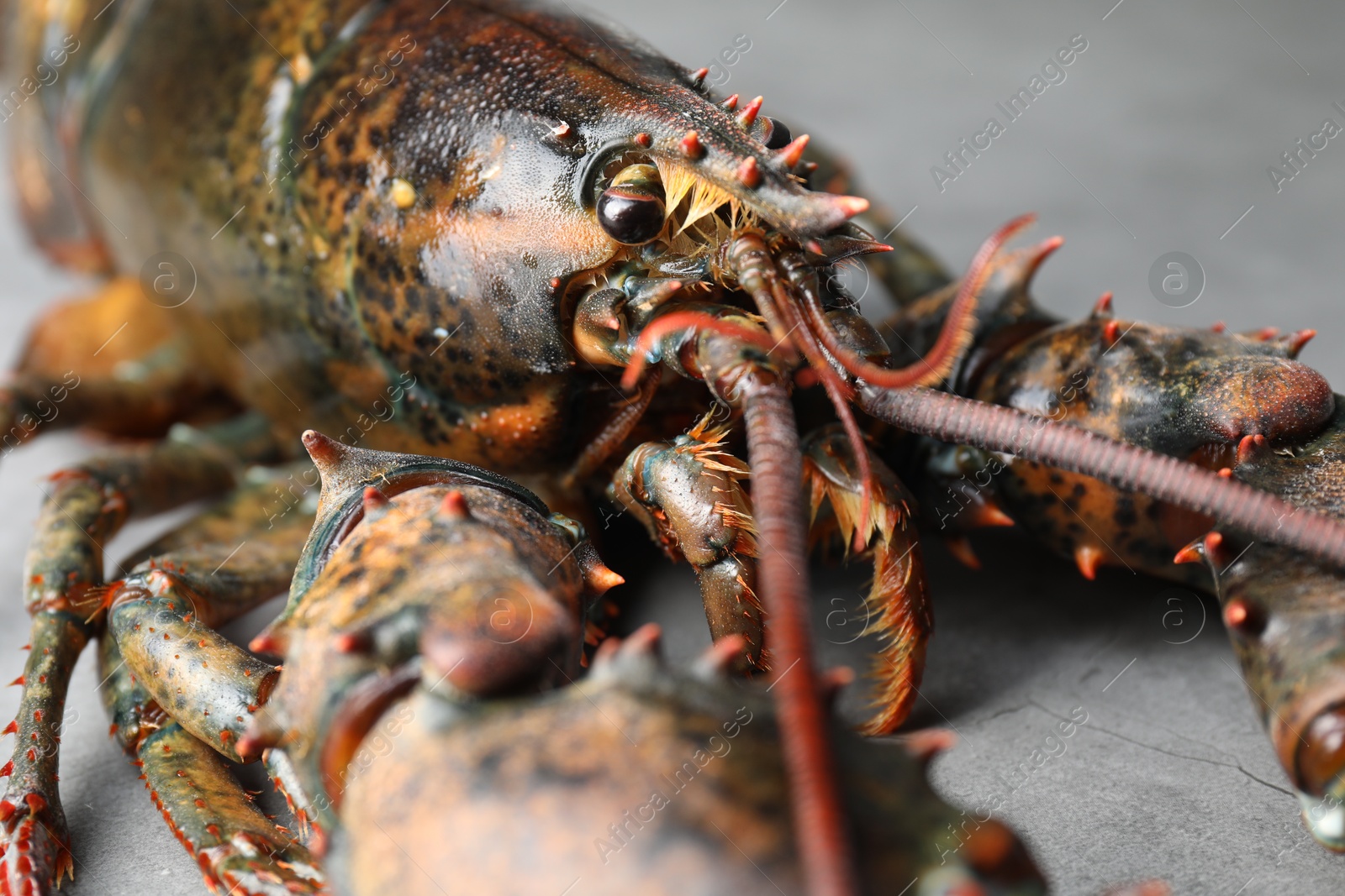 Photo of One raw lobster on grey textured table, closeup