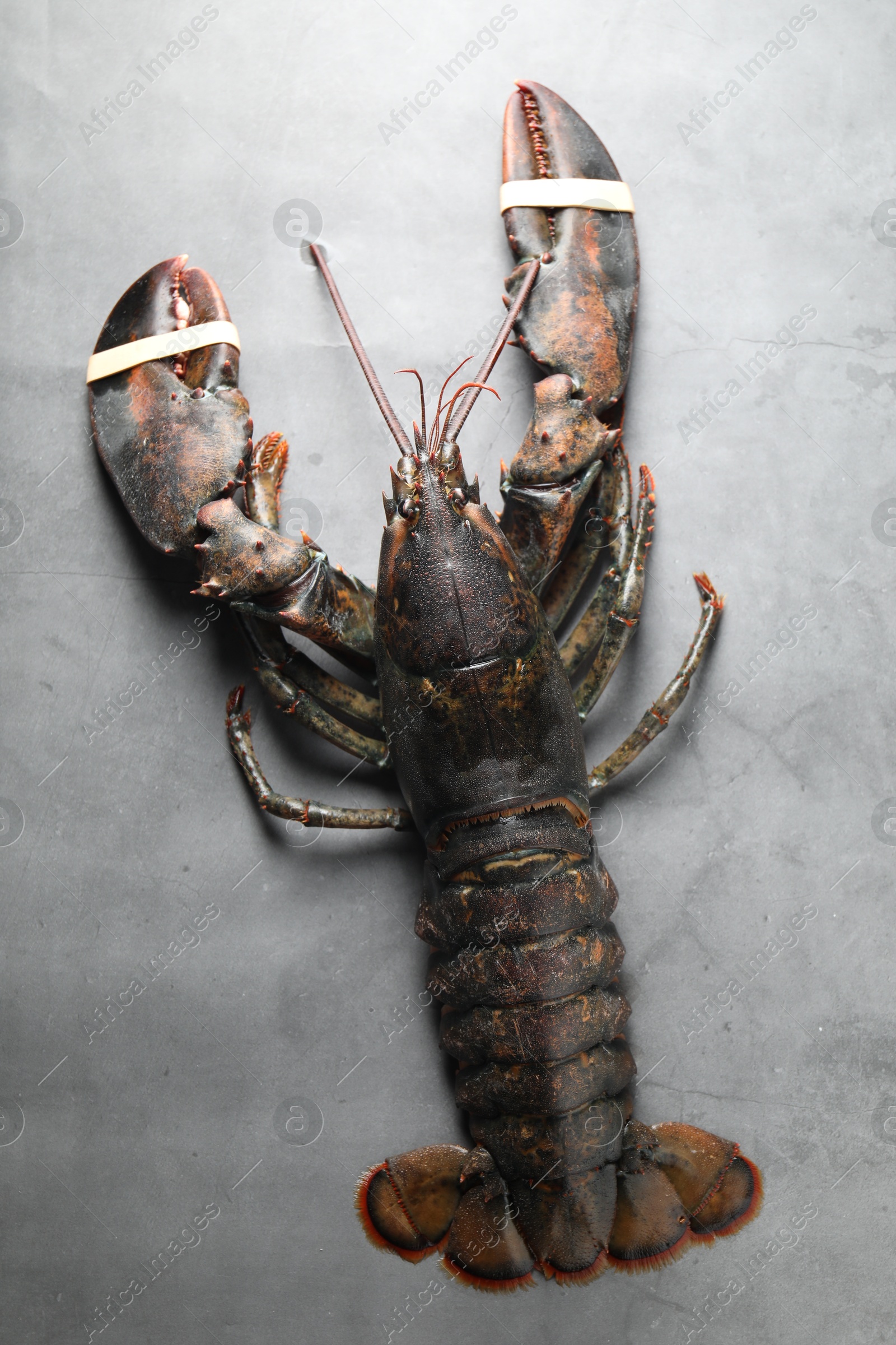 Photo of One raw lobster on grey textured table, top view