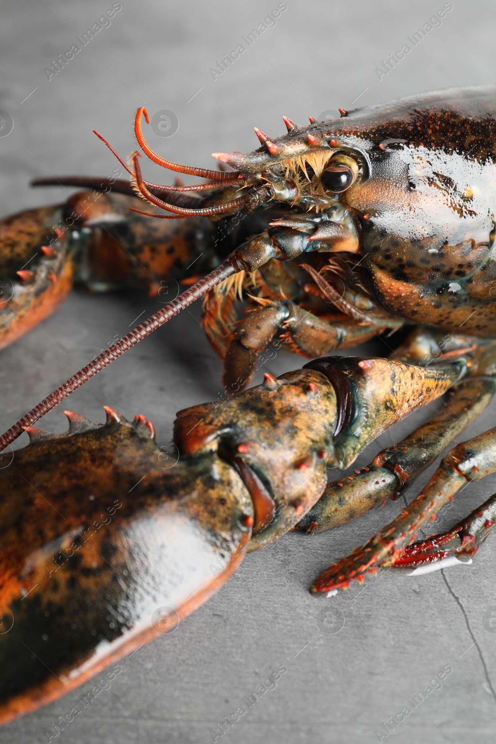 Photo of One raw lobster on grey textured table, closeup