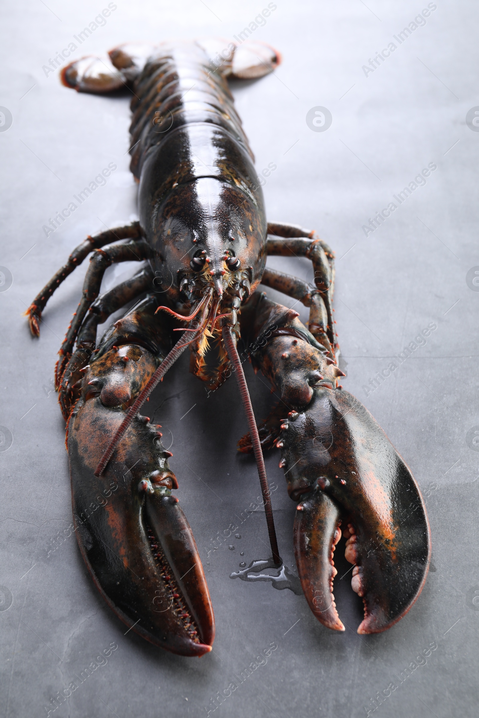 Photo of One raw lobster on grey textured table, closeup