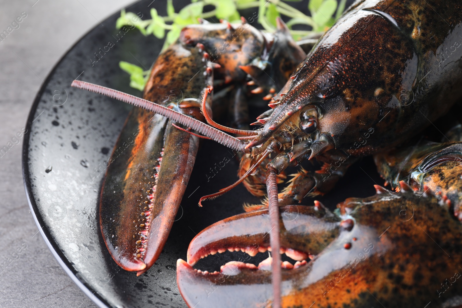 Photo of Raw lobster and microgreens on grey table, closeup