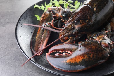 Photo of Raw lobster and microgreens on grey textured table, closeup