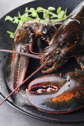 Photo of Raw lobster and microgreens on grey textured table, closeup