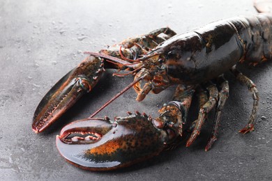 Raw lobster on grey textured table with water drops, closeup