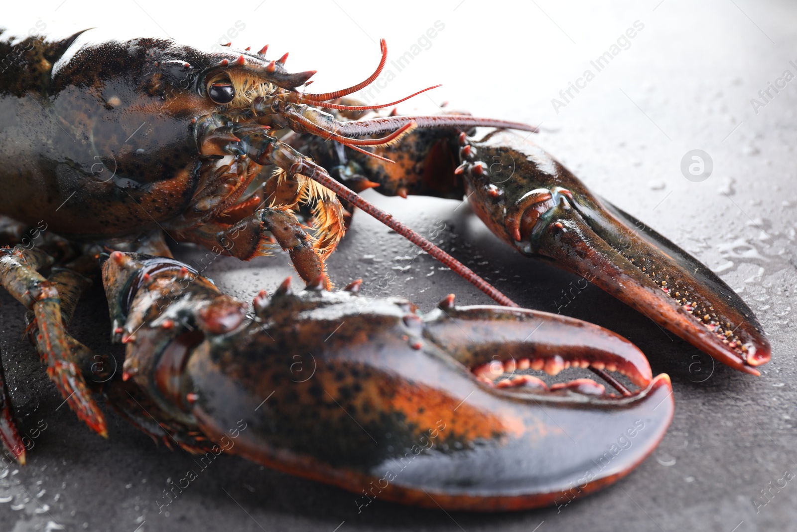 Photo of Raw lobster on grey textured table with water drops, closeup