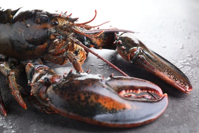 Photo of Raw lobster on grey textured table with water drops, closeup