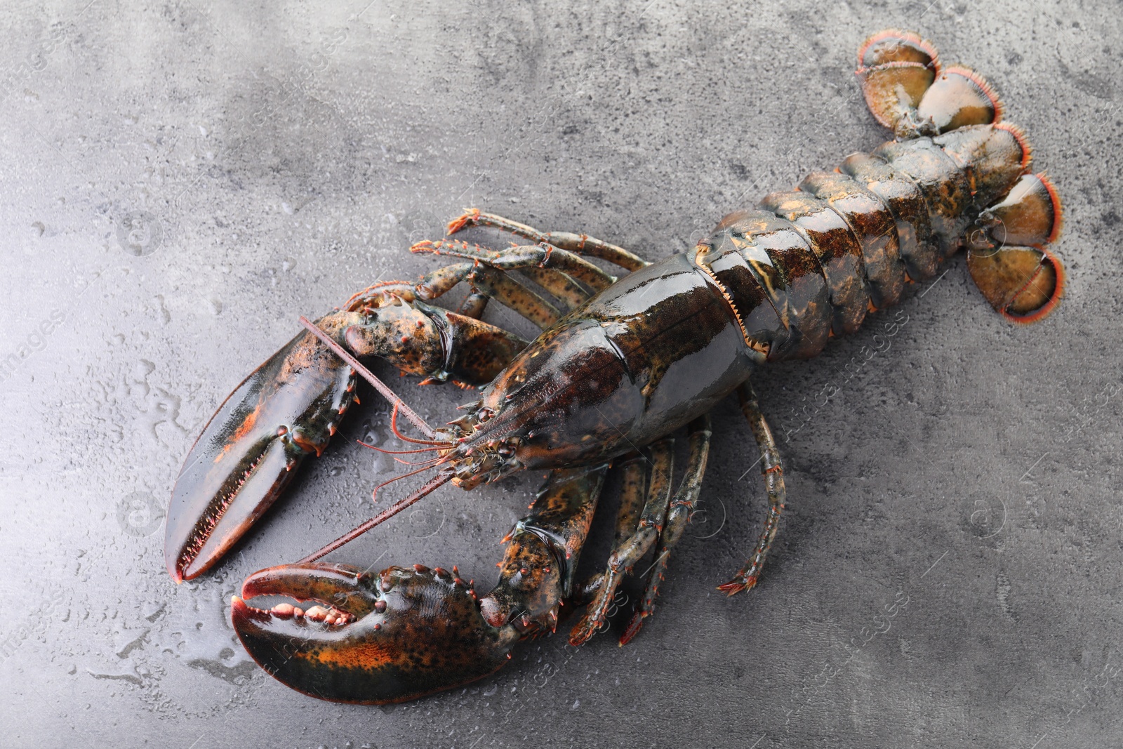 Photo of Raw lobster on grey textured table with water drops, top view