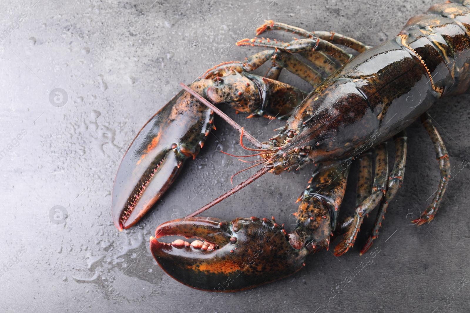 Photo of Raw lobster on grey textured table with water drops, top view