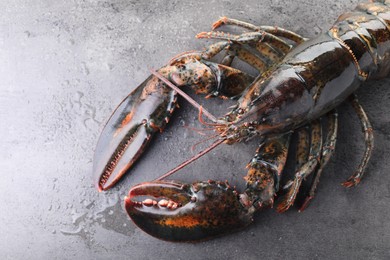 Raw lobster on grey textured table with water drops, top view