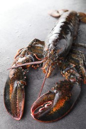 Photo of Raw lobster on grey textured table with water drops, closeup