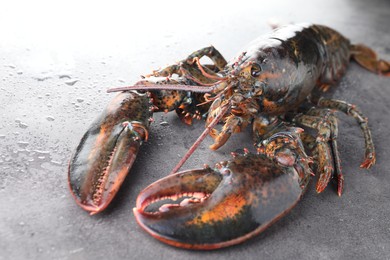 Photo of Raw lobster on grey textured table with water drops, closeup