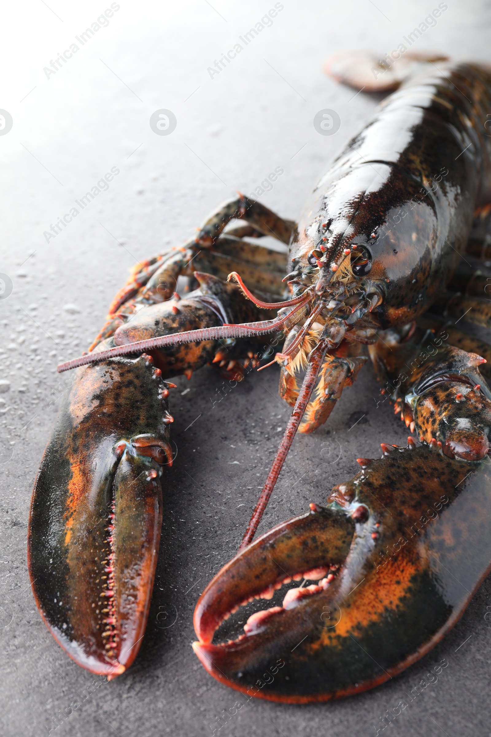 Photo of Raw lobster on grey textured table with water drops, closeup