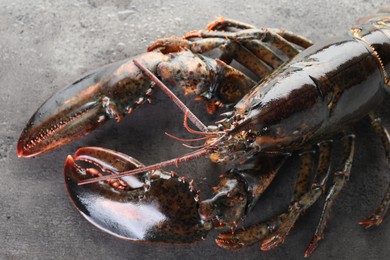 Photo of Raw lobster on grey textured table with water drops, top view