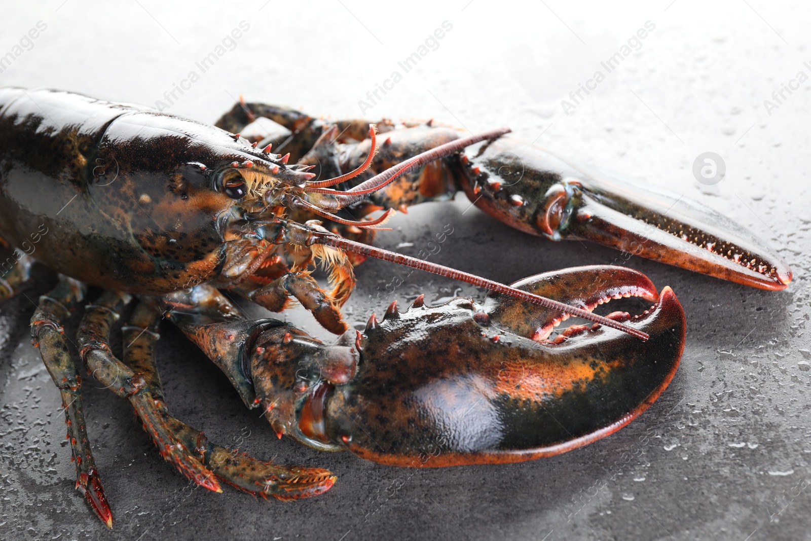 Photo of Raw lobster on grey textured table with water drops, closeup