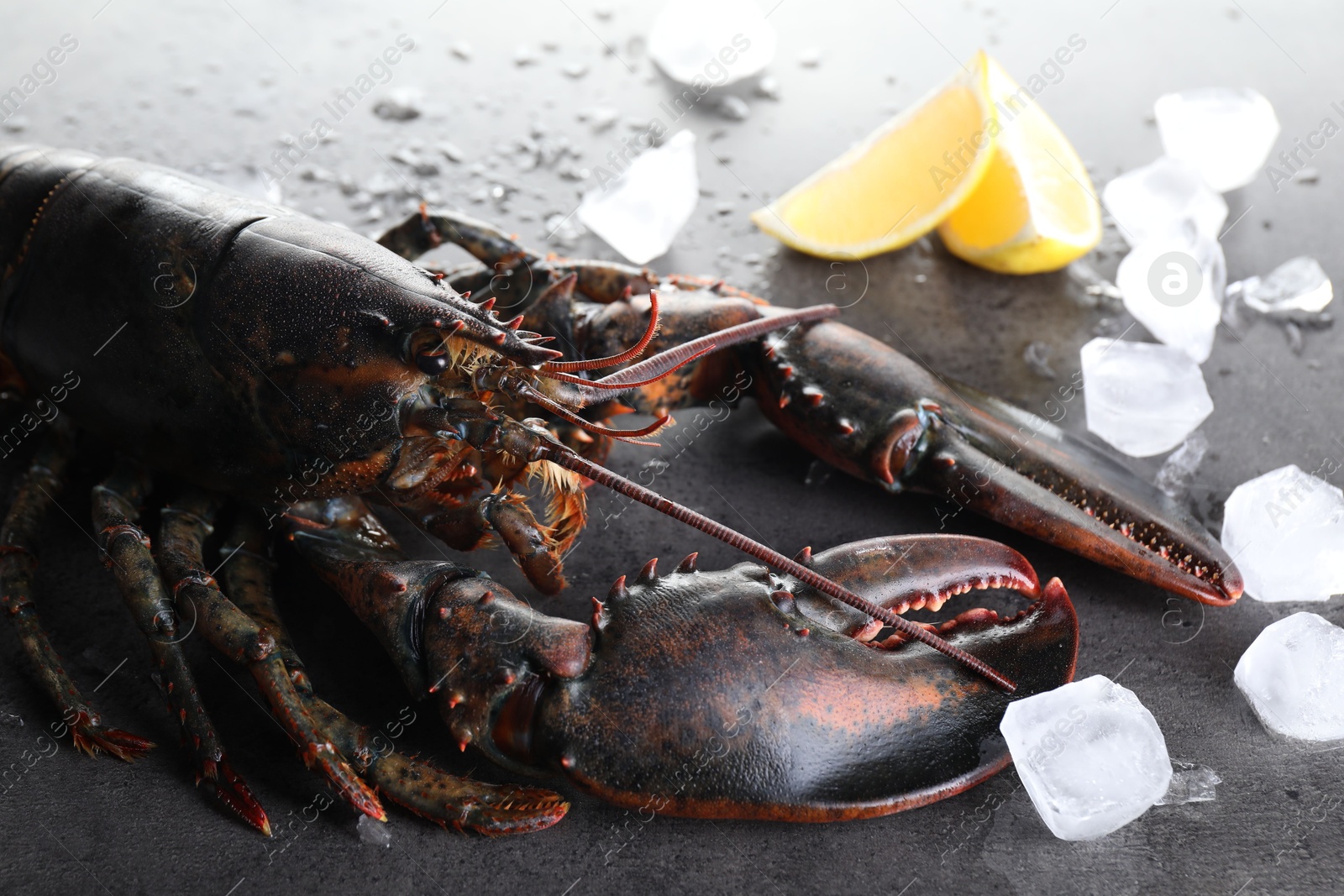 Photo of Raw lobster, ice cubes and slices of lemon on grey textured table, closeup