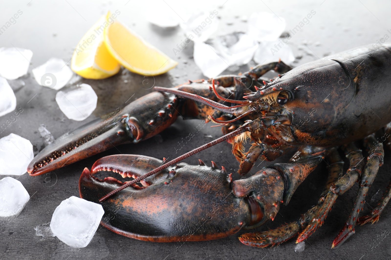 Photo of Raw lobster, ice cubes and slices of lemon on grey textured table, closeup