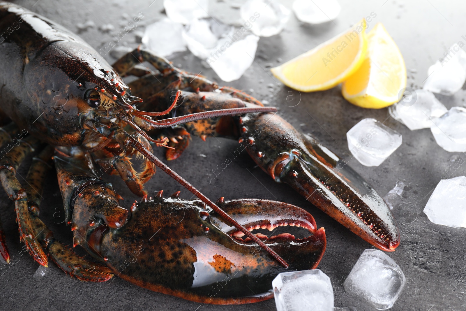 Photo of Raw lobster, ice cubes and slices of lemon on grey textured table, closeup