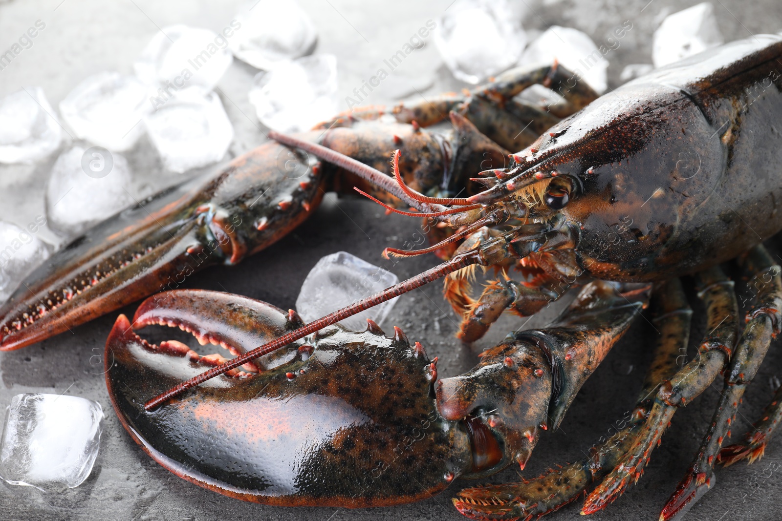 Photo of Raw lobster and ice cubes on grey textured table, closeup