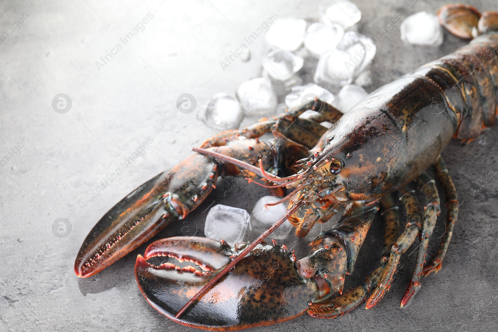 Photo of Raw lobster and ice cubes on grey textured table, closeup