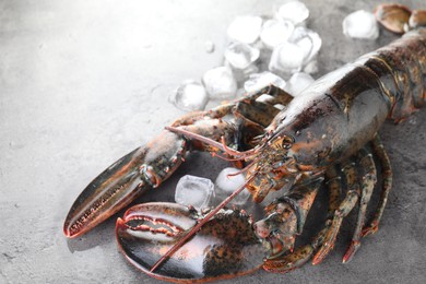 Photo of Raw lobster and ice cubes on grey textured table, closeup